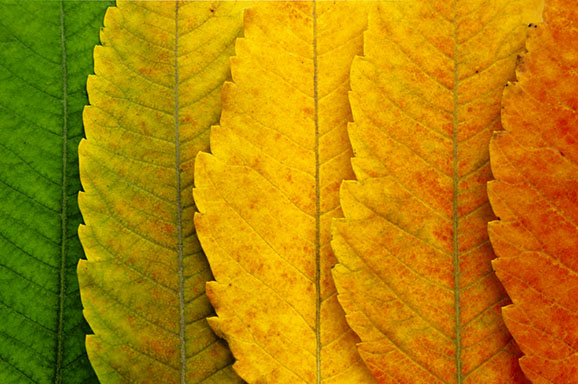 A close up of autumn leaves